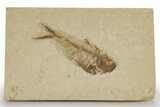 Detailed Fossil Fish (Diplomystus) - Wyoming #318621-1